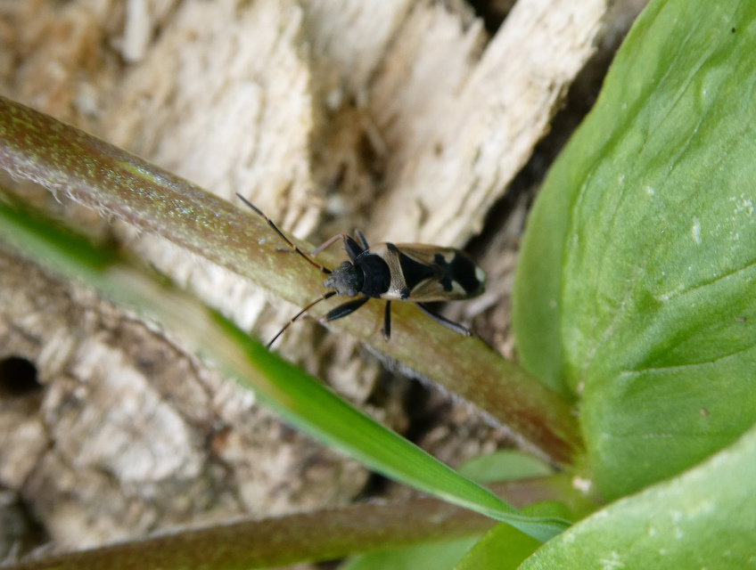 Raglius confusus