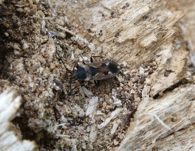 Rhyparochromus vulgaris - közönséges díszesbodobács