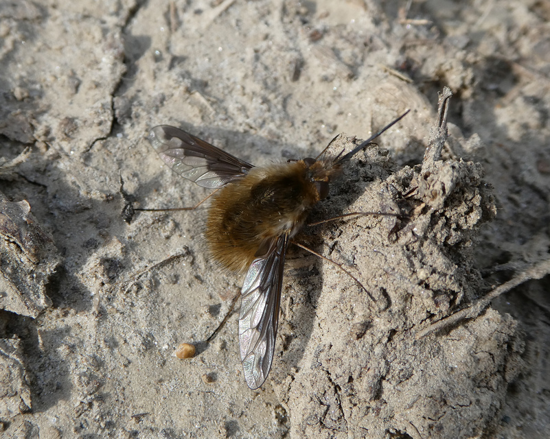 Bombylius major - szegélyes pöszörlégy