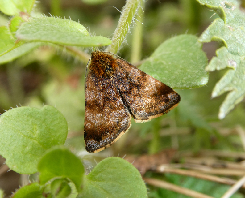 Panemeria tenebrata - apró sárgabagoly