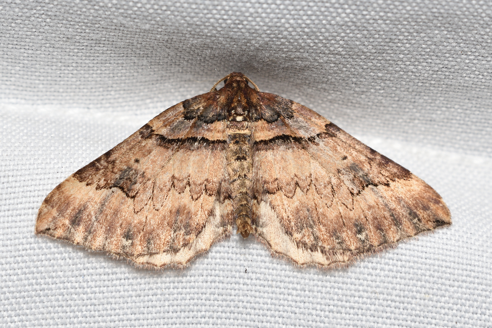 Earophila badiata - csipkerózsa-araszoló