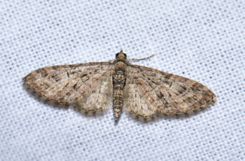 Eupithecia abbreviata - korai törpearaszoló