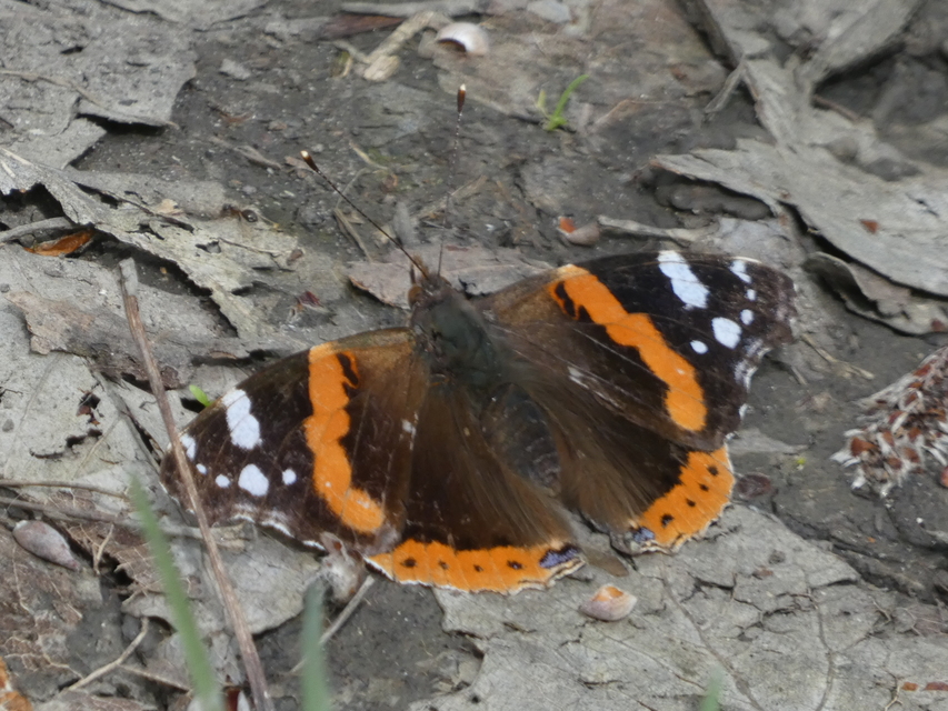 Vanessa atalanta - atalantalepke
