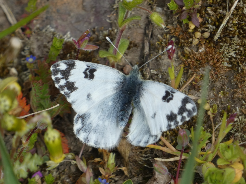 Pontia edusa - rezedalepke