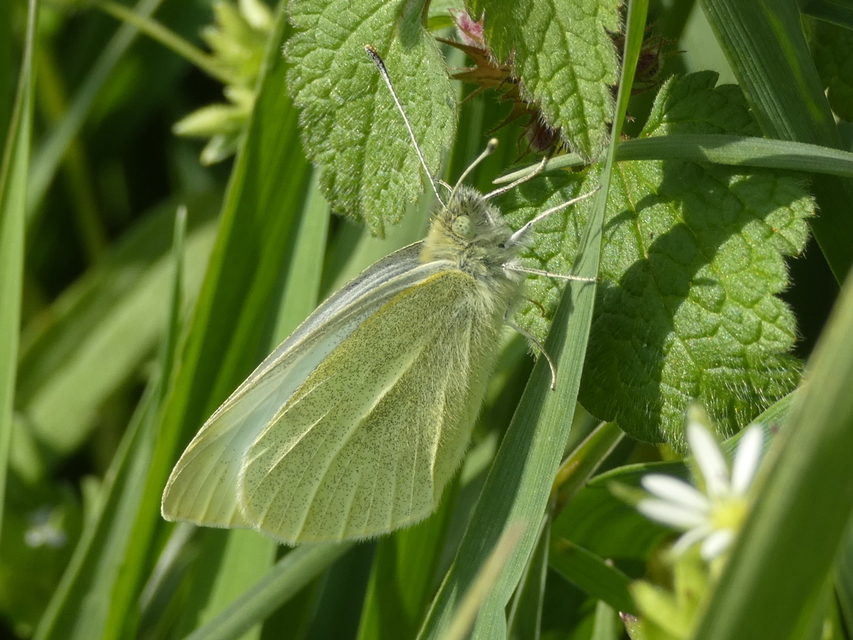 Pieris rapae - répalepke
