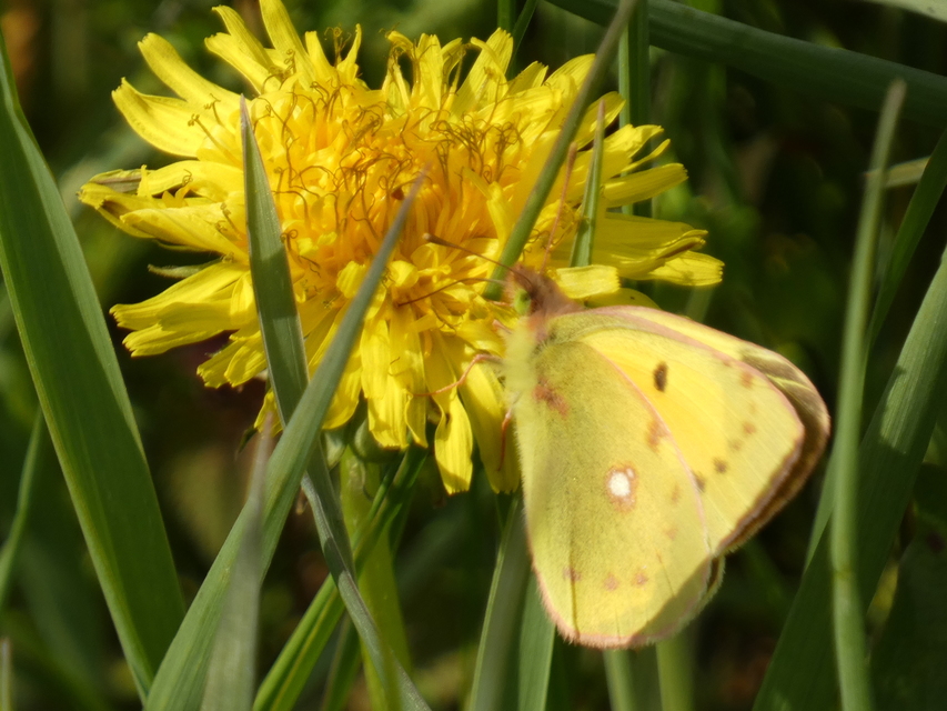Colias croceus - sáfránylepke