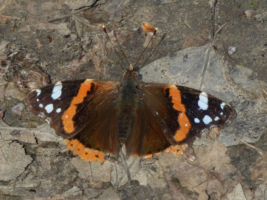 Vanessa atalanta - atalantalepke
