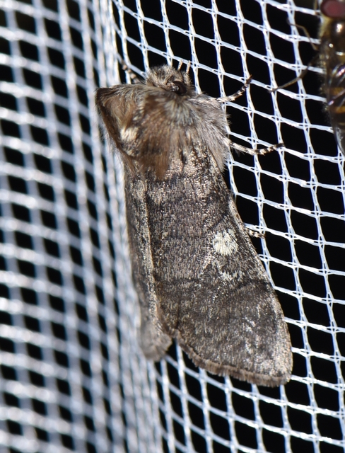 Achlya flavicornis - nyíres pihésszövő