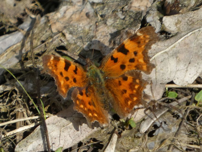 Nymphalis c-album - C-betűs lepke