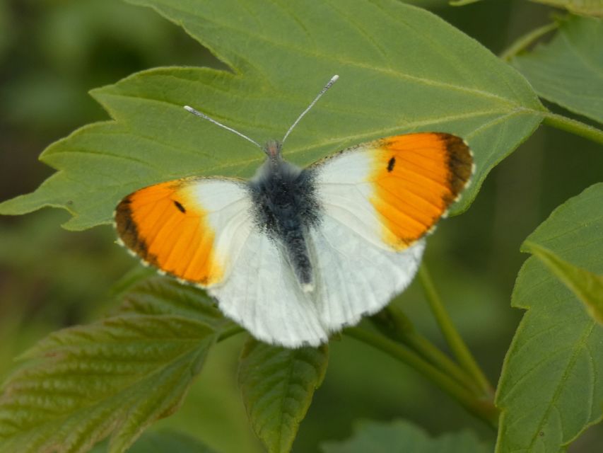 Anthocharis cardamines - hajnalpírlepke