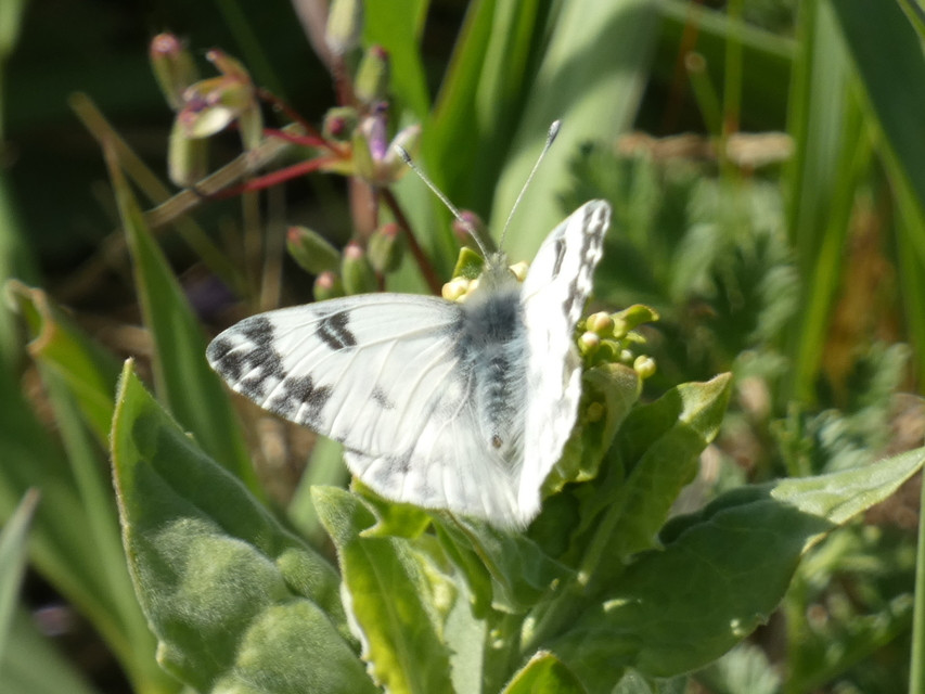 Pontia edusa - rezedalepke