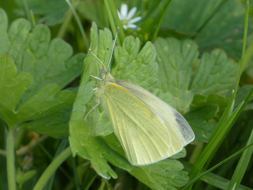 Pieris rapae - répalepke
