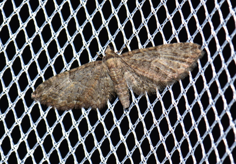 Eupithecia abbreviata - korai törpearaszoló