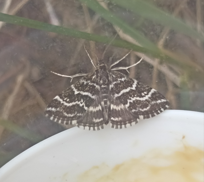 Evergestis alborivulalis - keleti kormosmoly