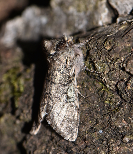 Achlya flavicornis - nyíres pihésszövő