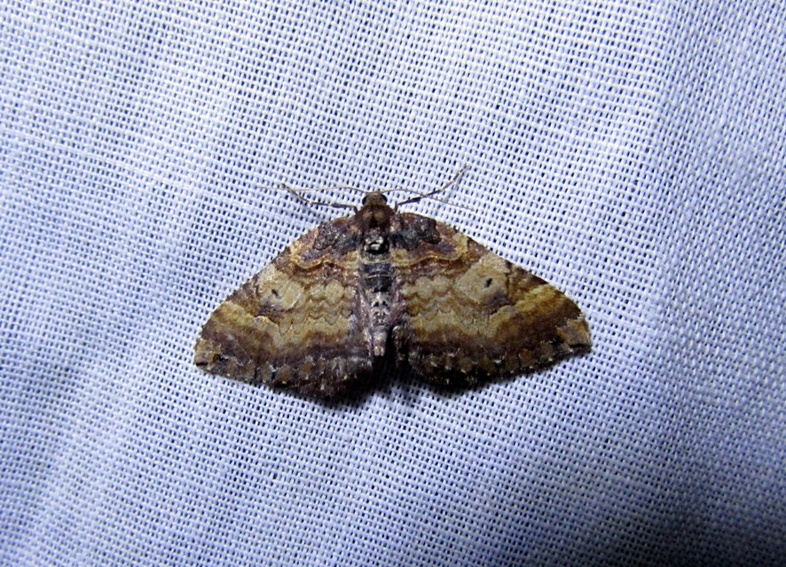 Earophila badiata - csipkerózsa-araszoló