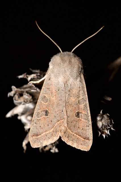 Orthosia gracilis - karcsú barkabagoly