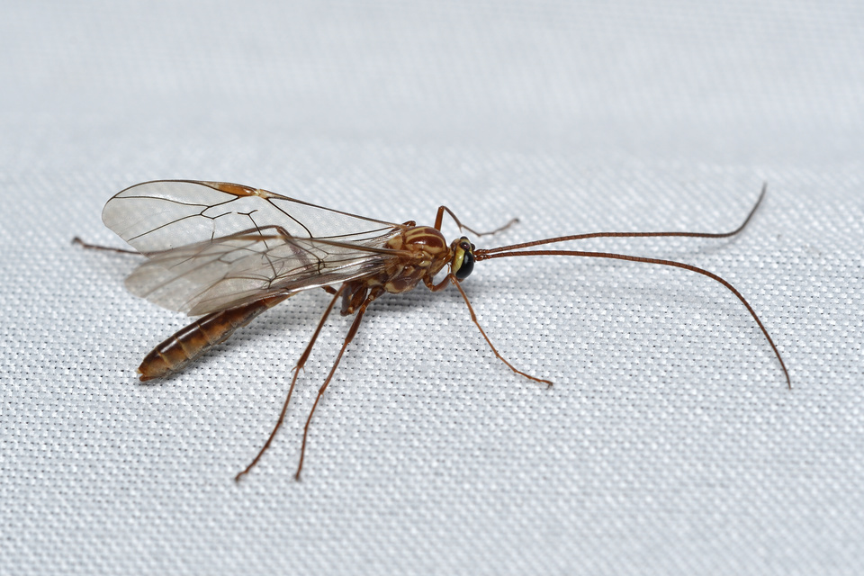 Ophion obscuratus