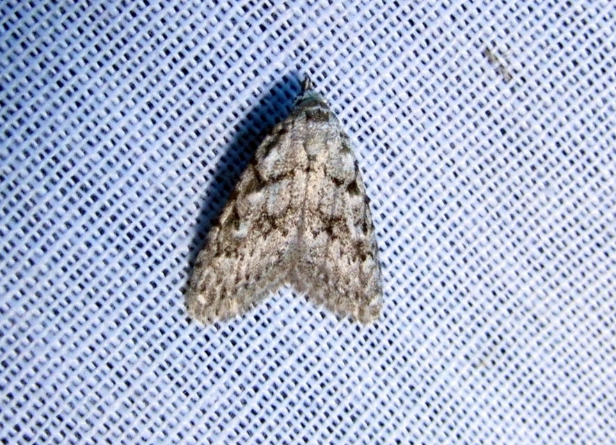 Nola cicatricalis - szürke pamacsosszövő