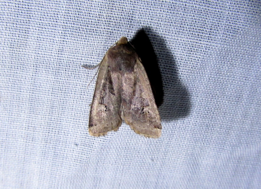 Conistra erythrocephala - vörösfejű őszibagoly