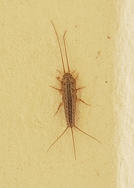 Ctenolepisma lineatum - sávos ősrovar