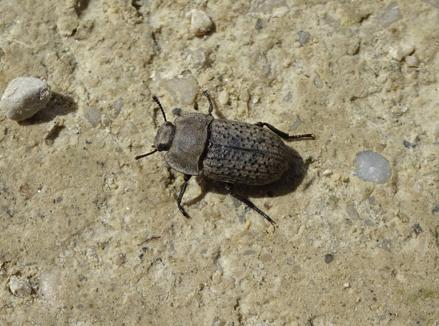 Opatrum sabulosum - sároshátú gyászbogár
