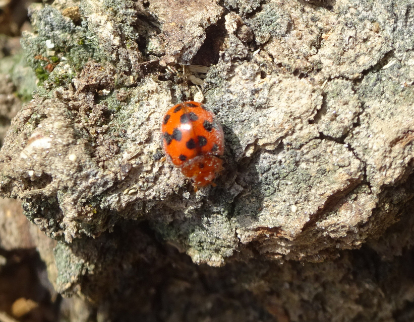 Subcoccinella vigintiquatuorpunctata - lucernaböde