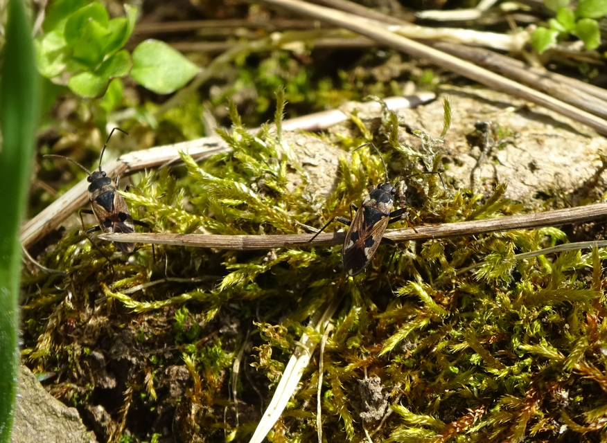 Rhyparochromus vulgaris - közönséges díszesbodobács