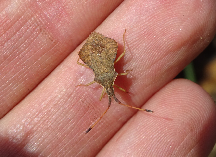 Syromastus rhombeus - vitorlás karimáspoloska