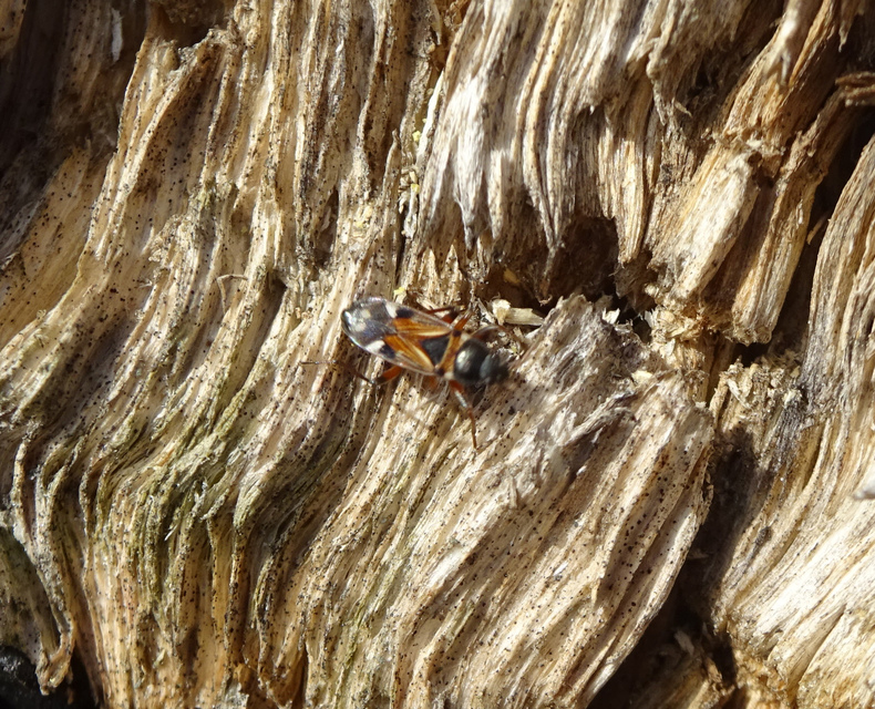 Raglius alboacuminatus - tarka díszesbodobács