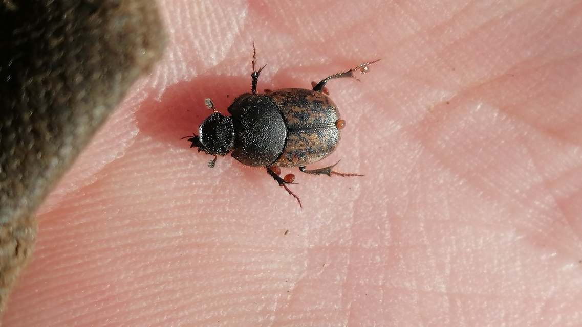 Onthophagus fracticornis - bronzos trágyatúró