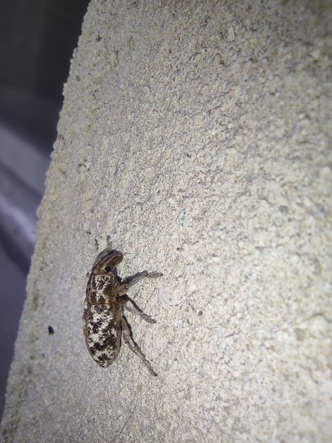 Cyphocleonus dealbatus - márványos barkó