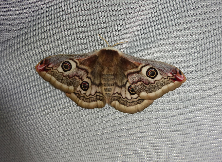 Saturnia pavoniella/pavonia