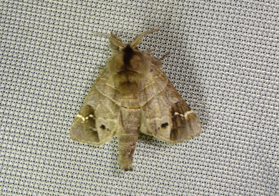 Clostera anachoreta - tarka levélszövő