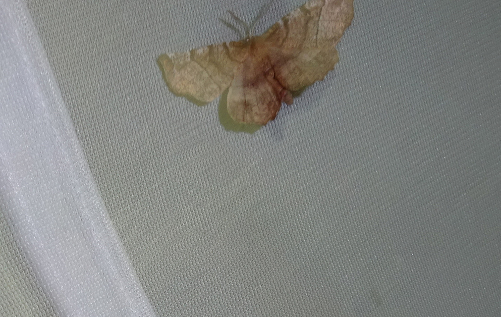 Selenia dentaria - kétfoltos holdasaraszoló