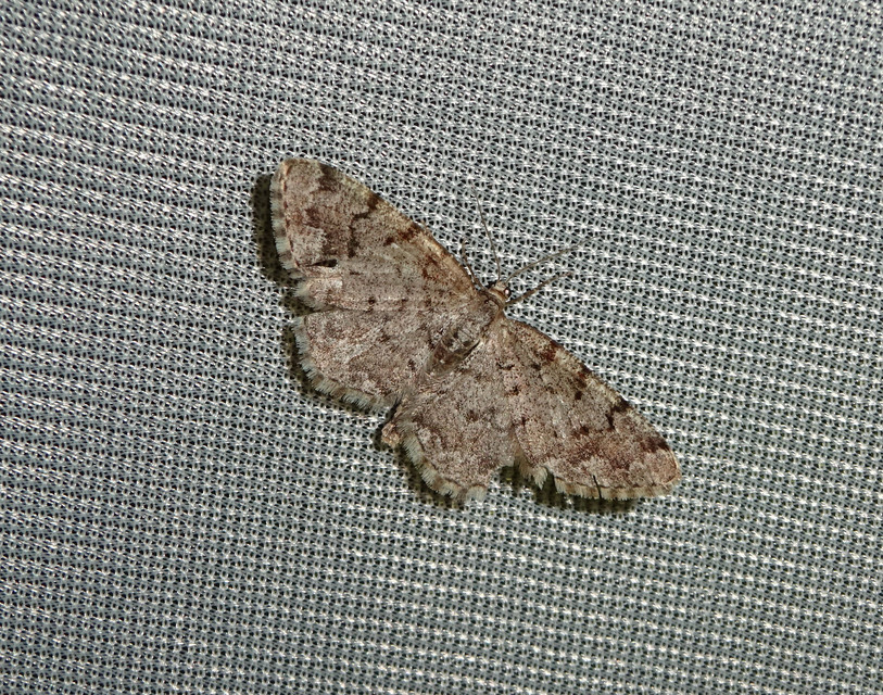 Aethalura punctulata - szürke égeraraszoló