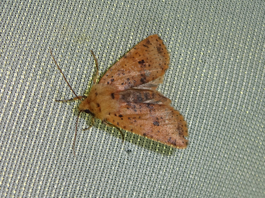 Conistra rubiginea - vörös őszibagoly