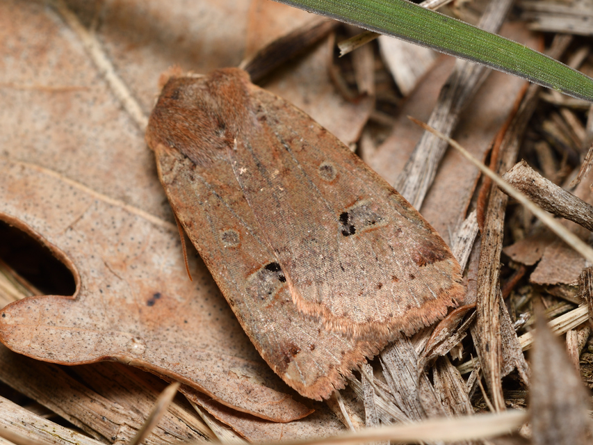 Conistra erythrocephala - vörösfejű őszibagoly