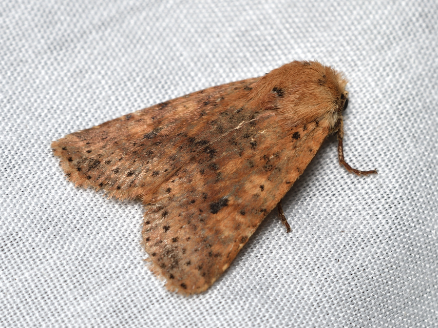 Conistra rubiginea - vörös őszibagoly