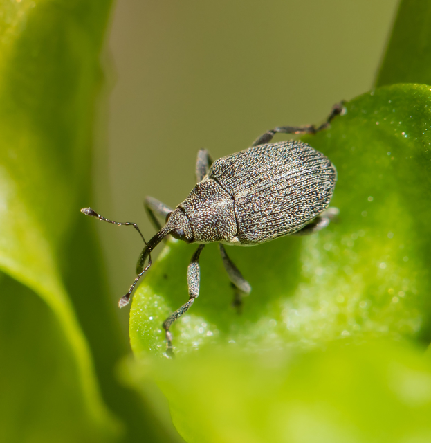 Ceutorhynchus obstrictus - repcebecő-ceutormányos