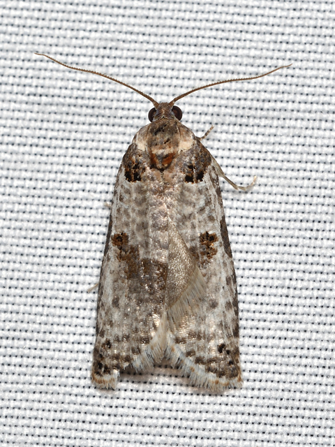Pseudeulia asinana - korai sodrómoly