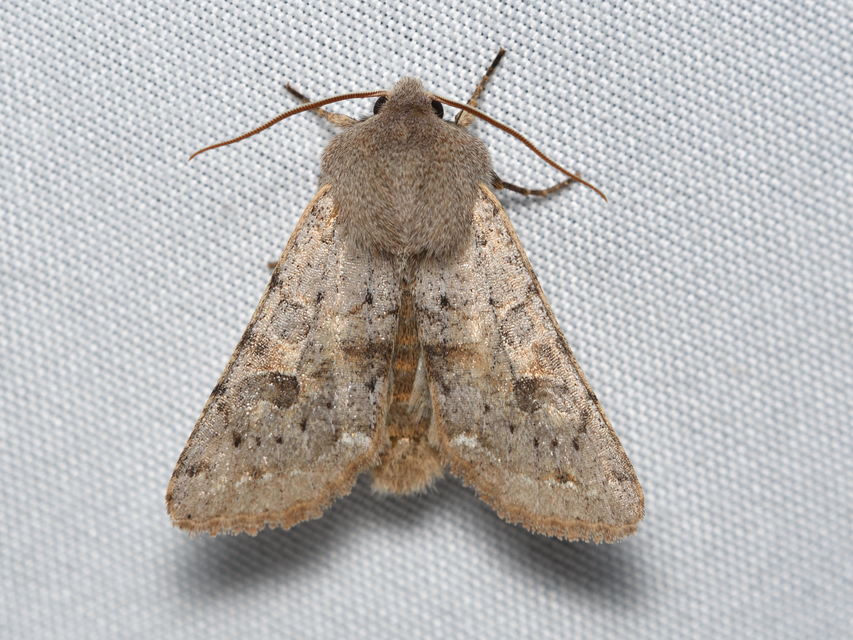 Orthosia populeti - nyárfa-barkabagoly