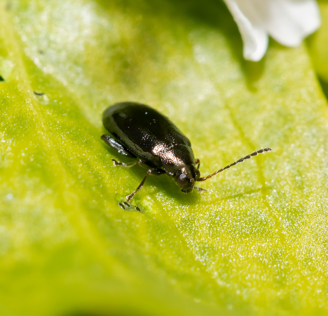 Phyllotreta