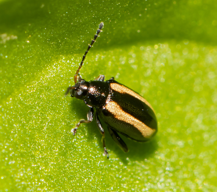 Phyllotreta