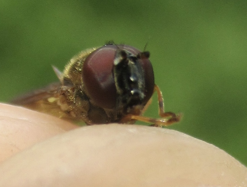 Melanostoma mellinum - gyakori fűzengőlégy