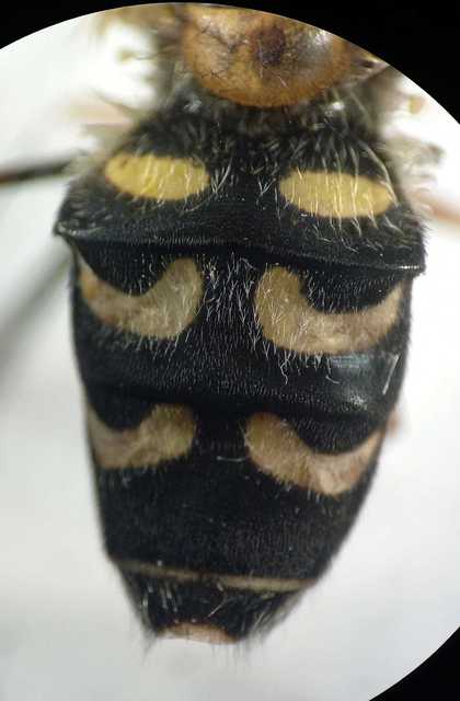 Scaeva dignota - ritka nagyhomlokúlégy