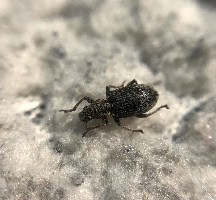 Sitona cylindricollis - hengerestorú csipkézőbogár