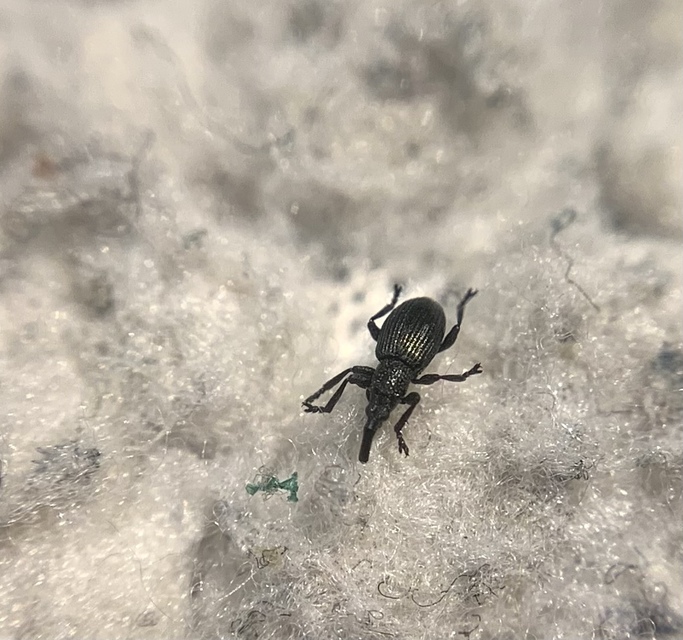 Ceratapion onopordi - szamárbogáncs-cickányormányos Ceratapion onopordi - szamárbogáncs-cickányormányos