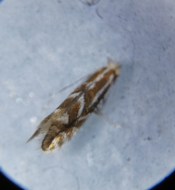 Phyllonorycter spinicolella - kökényes-sátorosmoly