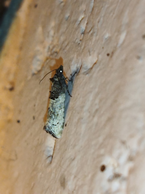 Phaneta pauperana - gyepűrózsa-tükrösmoly